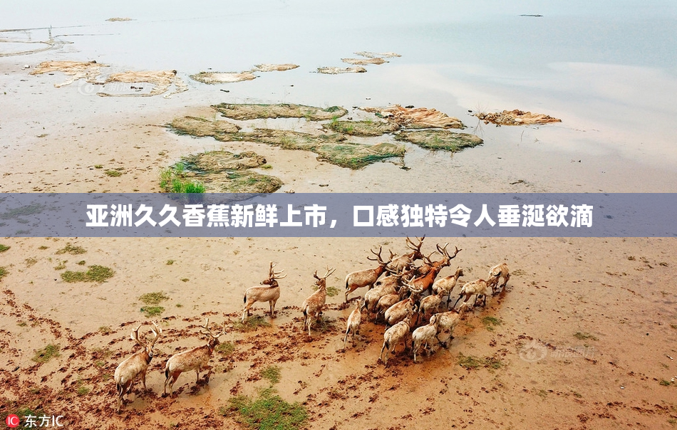 亚洲久久香蕉新鲜上市，口感独特令人垂涎欲滴