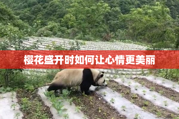 樱花盛开时如何让心情更美丽