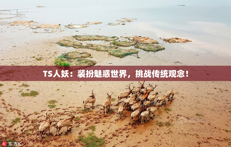 TS人妖：装扮魅惑世界，挑战传统观念！