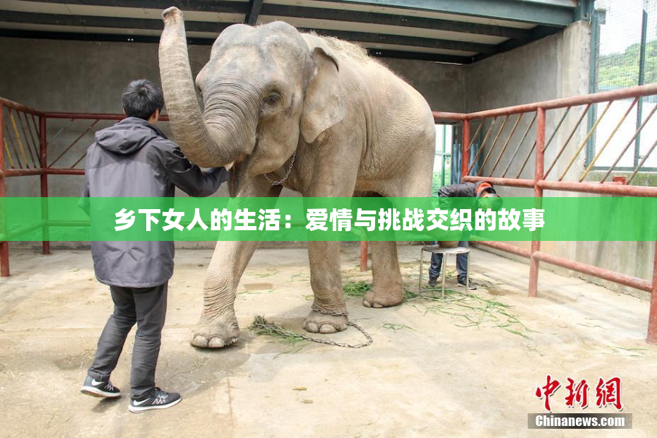 乡下女人的生活：爱情与挑战交织的故事