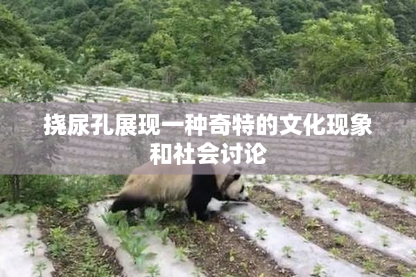 挠尿孔展现一种奇特的文化现象和社会讨论