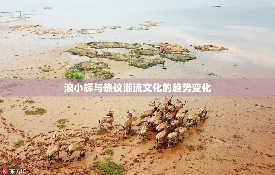 浪小辉与热议潮流文化的趋势变化