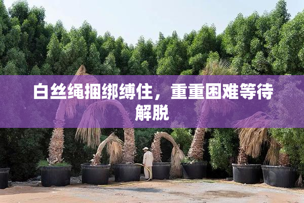 白丝绳捆绑缚住，重重困难等待解脱