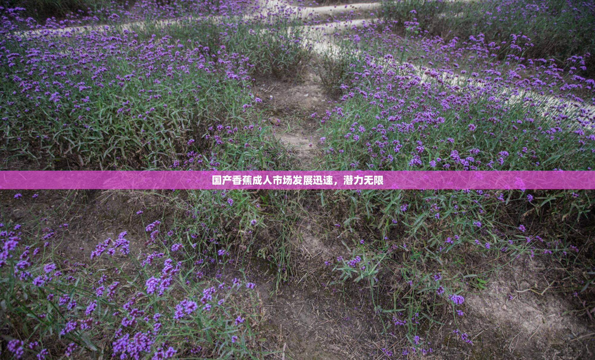国产香蕉成人市场发展迅速，潜力无限