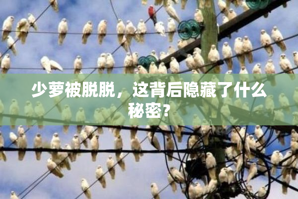 少萝被脱脱，这背后隐藏了什么秘密？