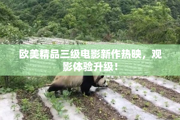 欧美精品三级电影新作热映，观影体验升级！