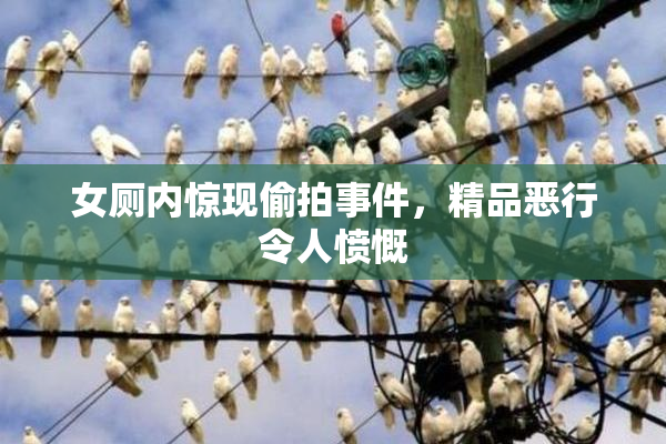 女厕内惊现偷拍事件，精品恶行令人愤慨