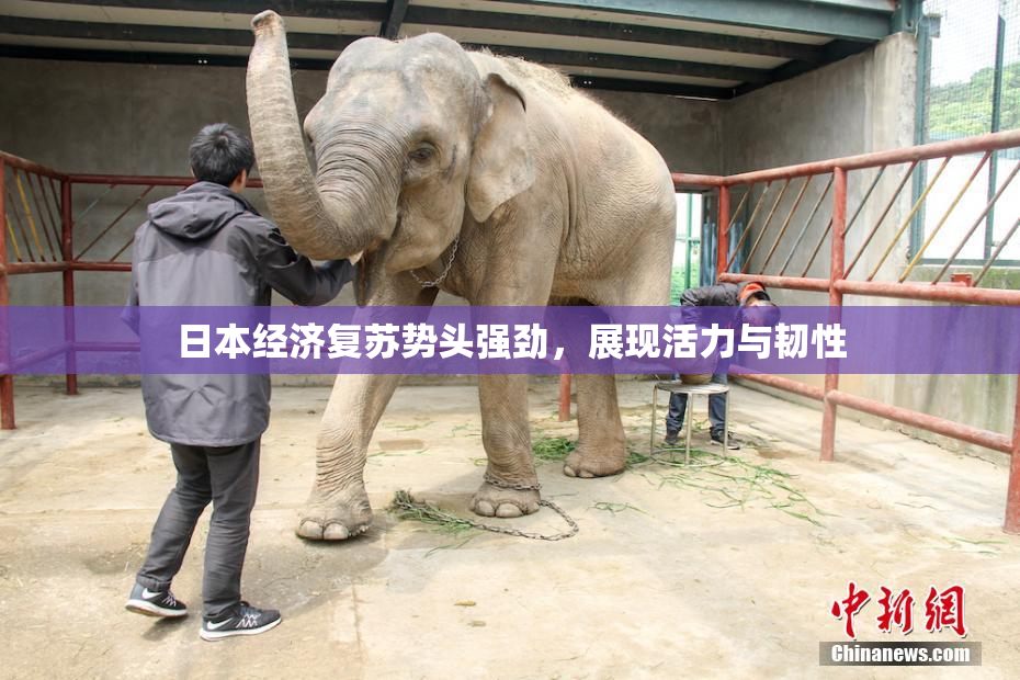 日本经济复苏势头强劲，展现活力与韧性