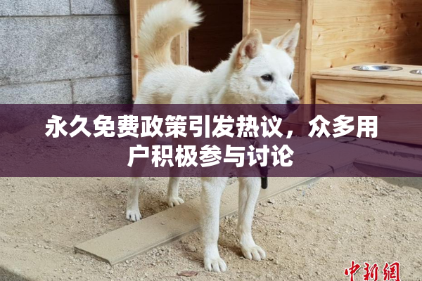 永久免费政策引发热议，众多用户积极参与讨论