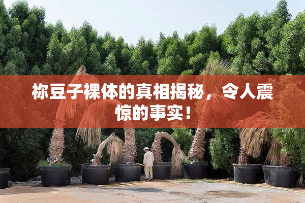 祢豆子裸体的真相揭秘，令人震惊的事实！