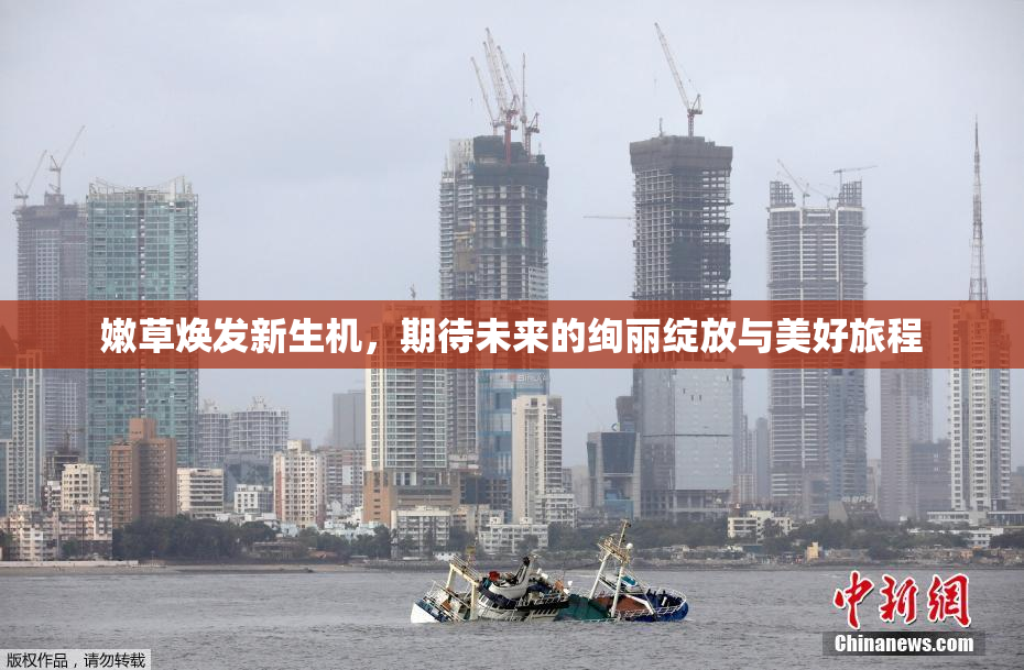 嫩草焕发新生机，期待未来的绚丽绽放与美好旅程