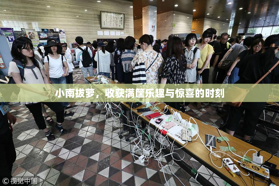 小南拔萝，收获满筐乐趣与惊喜的时刻