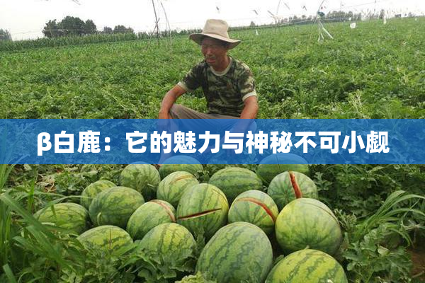 β白鹿：它的魅力与神秘不可小觑