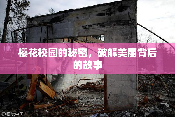 樱花校园的秘密，破解美丽背后的故事
