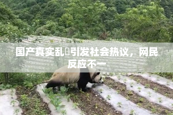 国产真实乱婬引发社会热议，网民反应不一