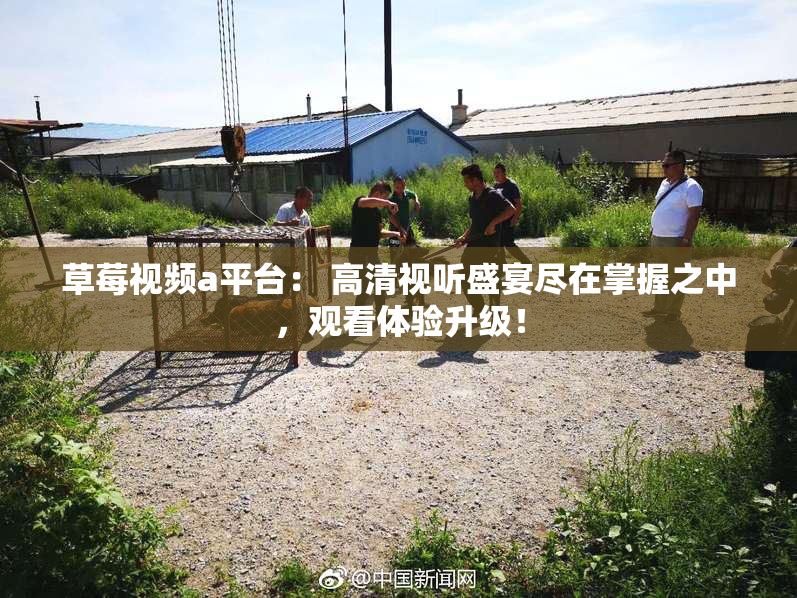 草莓视频a平台： 高清视听盛宴尽在掌握之中，观看体验升级！
