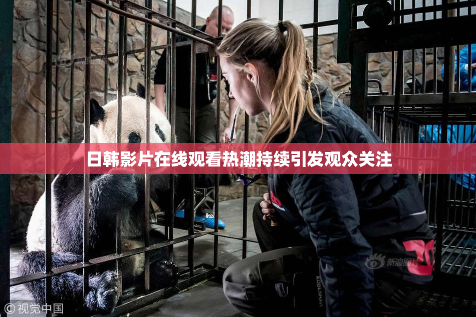 日韩影片在线观看热潮持续引发观众关注