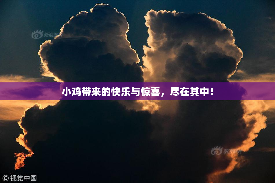 小鸡带来的快乐与惊喜，尽在其中！