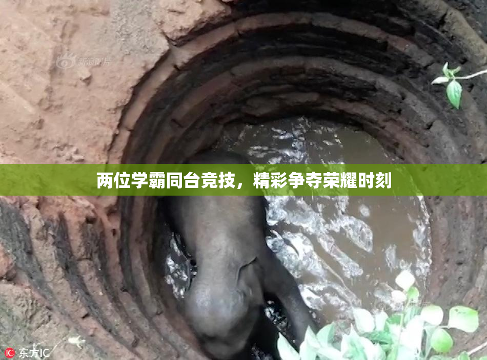 两位学霸同台竞技，精彩争夺荣耀时刻