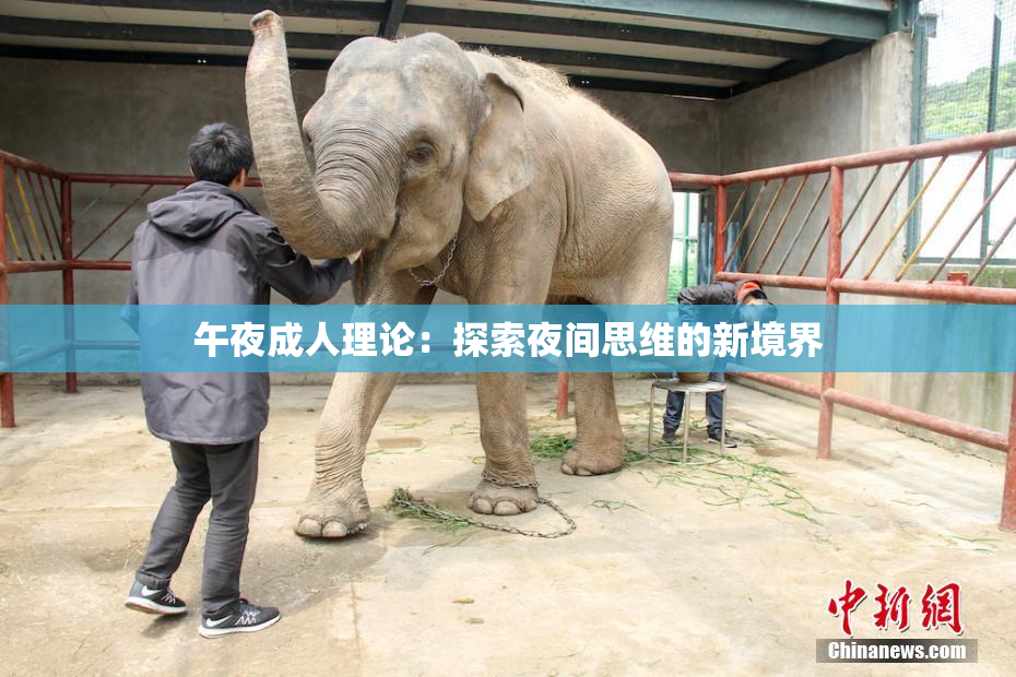 午夜成人理论：探索夜间思维的新境界
