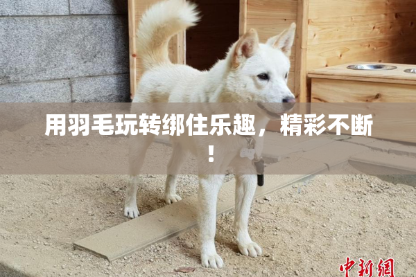 用羽毛玩转绑住乐趣，精彩不断！
