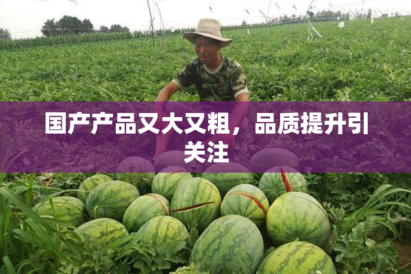 国产产品又大又粗，品质提升引关注