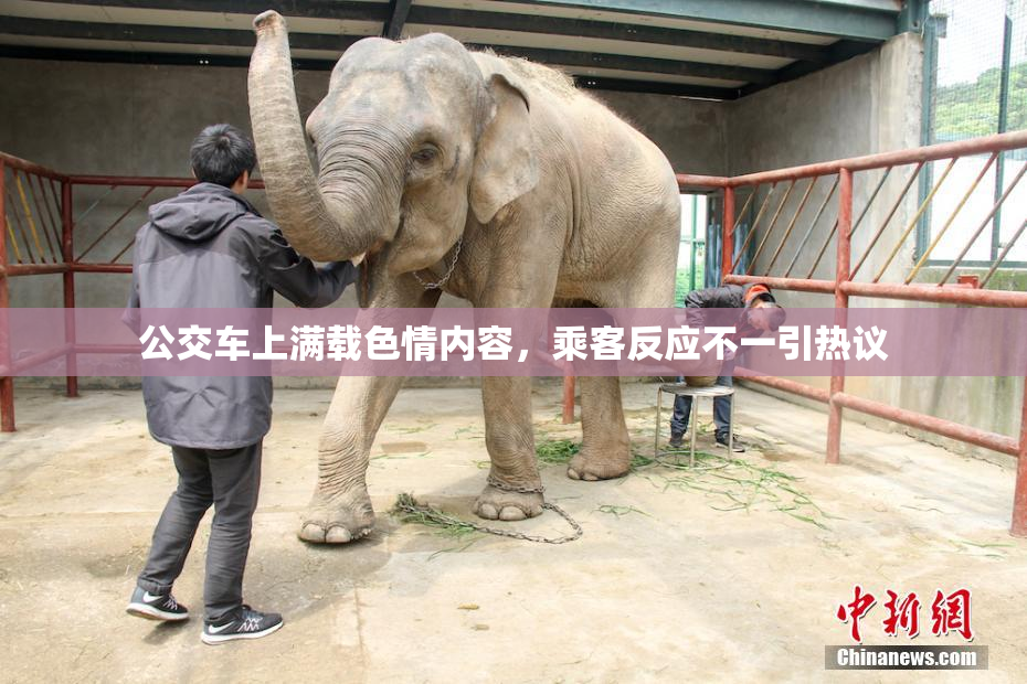 公交车上满载色情内容，乘客反应不一引热议
