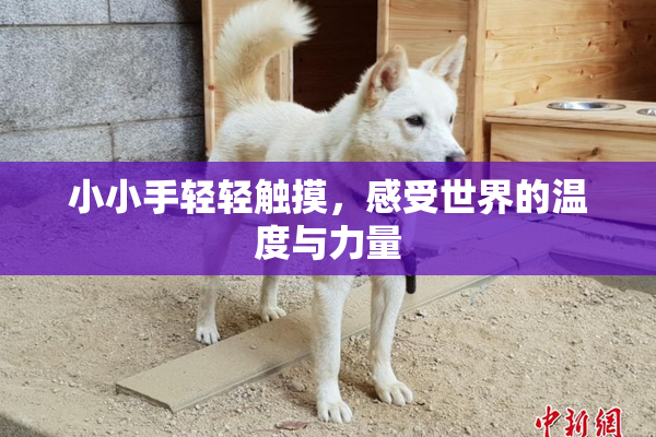 小小手轻轻触摸，感受世界的温度与力量