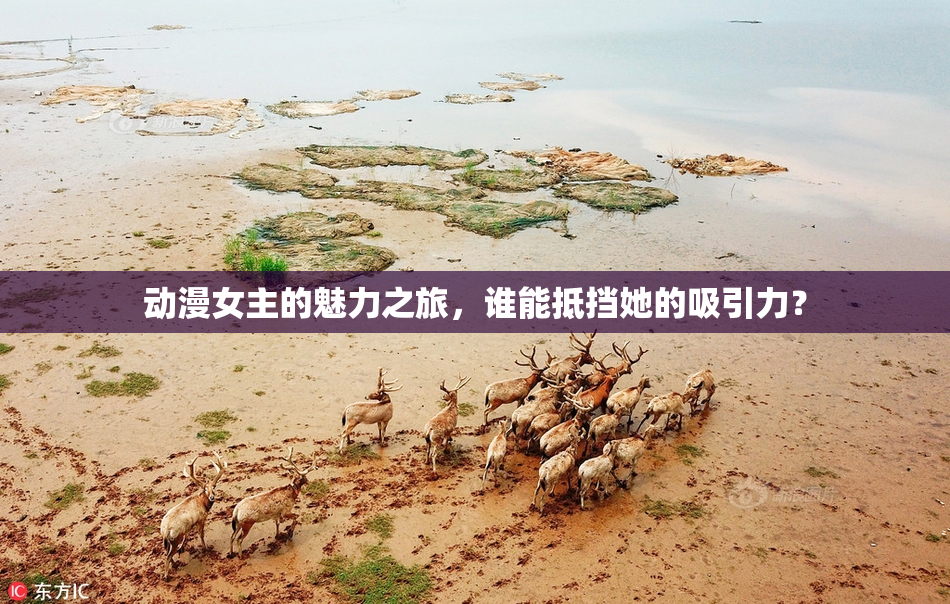 动漫女主的魅力之旅，谁能抵挡她的吸引力？
