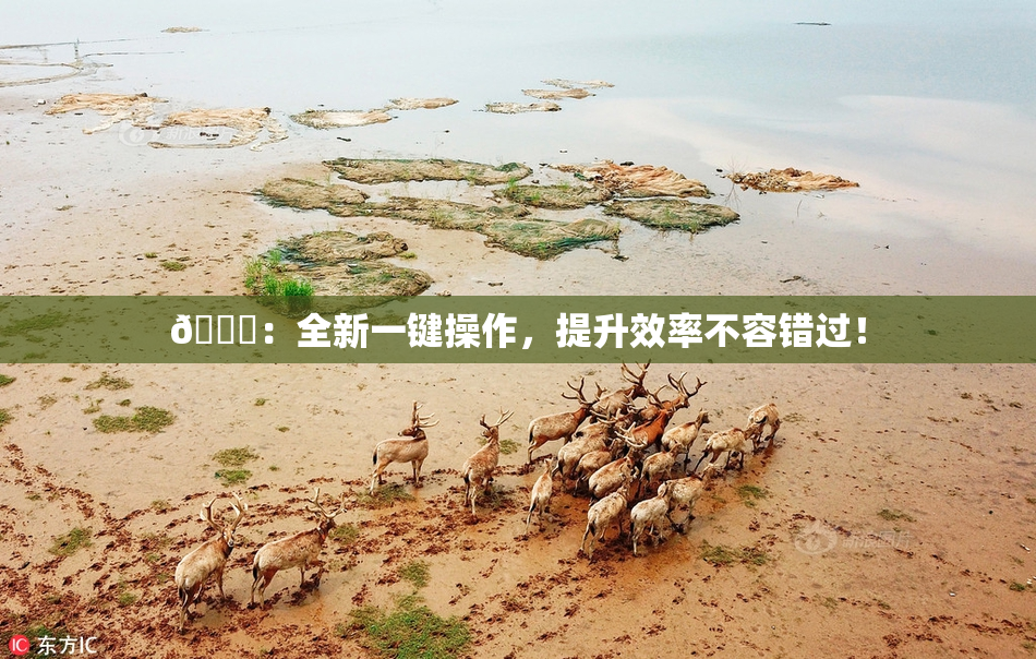 🔞：全新一键操作，提升效率不容错过！
