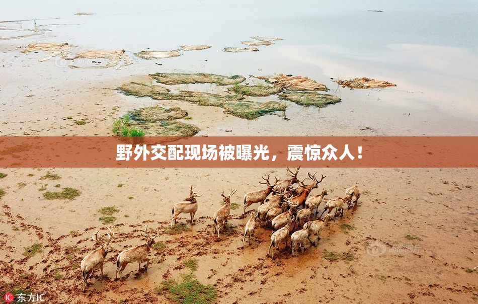 野外交配现场被曝光，震惊众人！