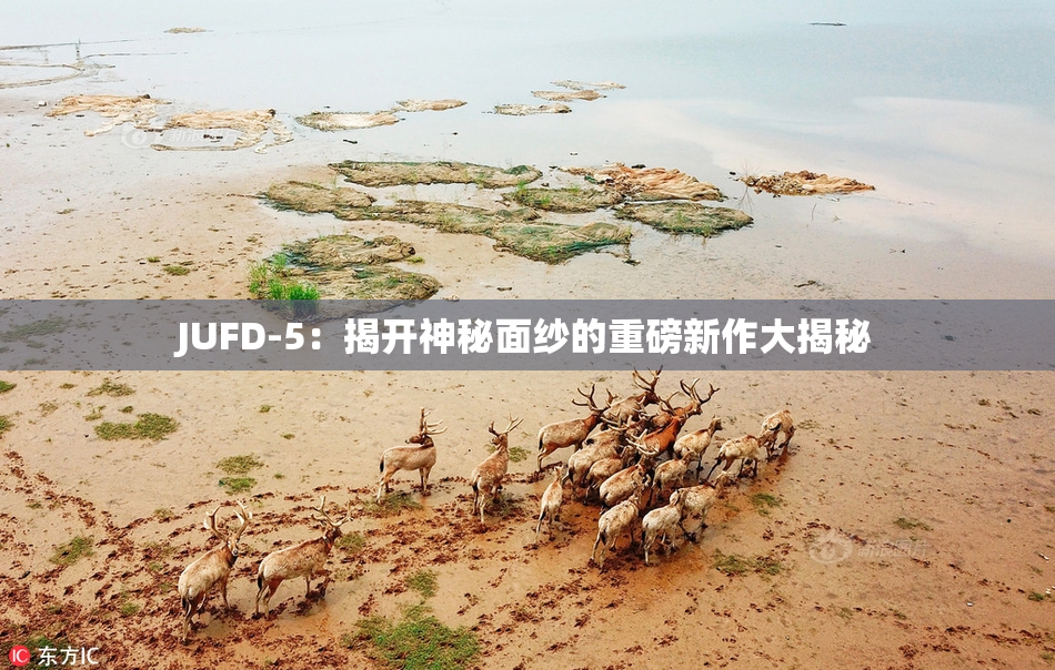 JUFD-5：揭开神秘面纱的重磅新作大揭秘