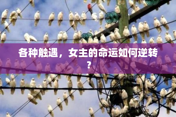 各种触遇，女主的命运如何逆转？