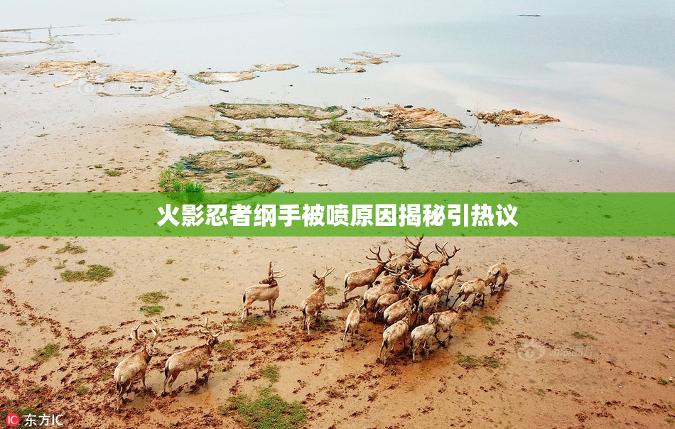 火影忍者纲手被喷原因揭秘引热议