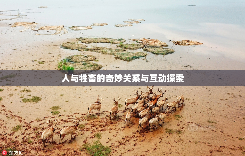 人与牲畜的奇妙关系与互动探索