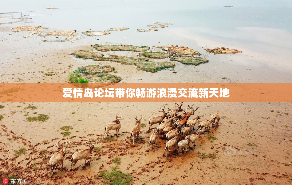 爱情岛论坛带你畅游浪漫交流新天地
