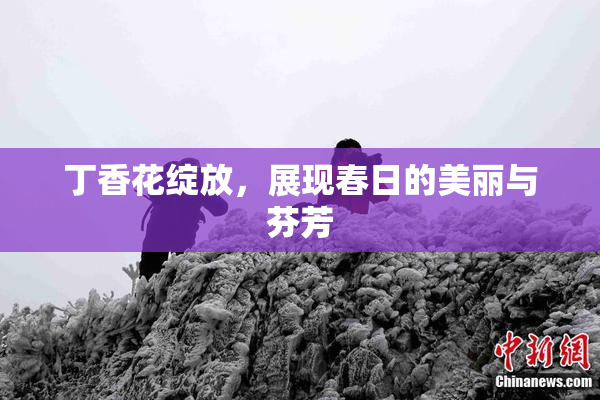 丁香花绽放，展现春日的美丽与芬芳