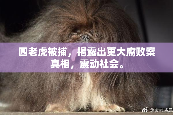 四老虎被捕，揭露出更大腐败案真相，震动社会。