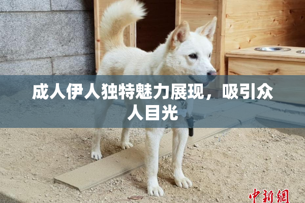 成人伊人独特魅力展现，吸引众人目光