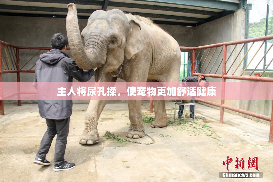 主人将尿孔揉，使宠物更加舒适健康