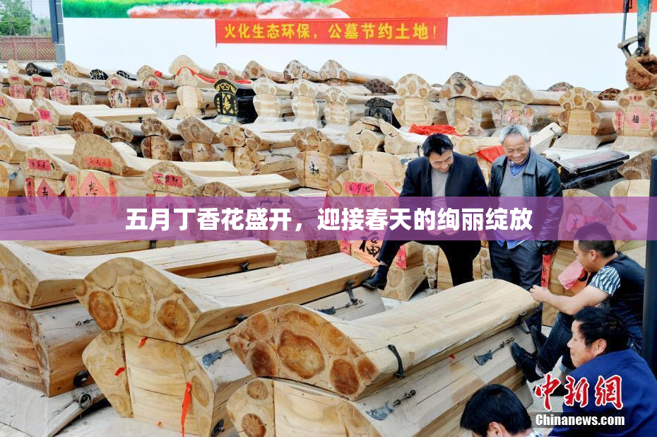 五月丁香花盛开，迎接春天的绚丽绽放