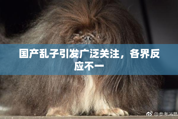 国产乱子引发广泛关注，各界反应不一
