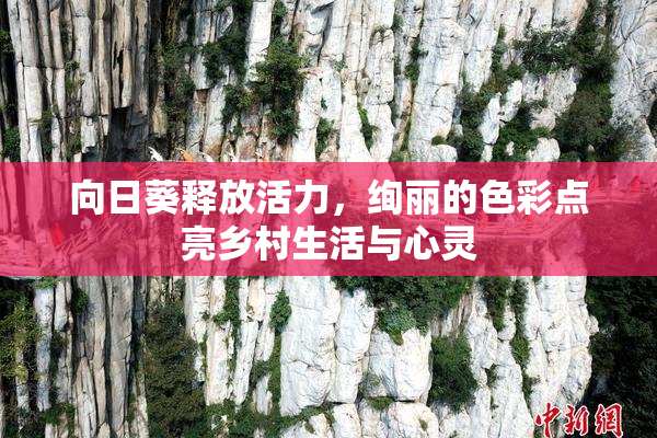 向日葵释放活力，绚丽的色彩点亮乡村生活与心灵
