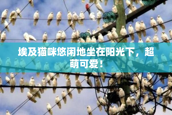 埃及猫咪悠闲地坐在阳光下，超萌可爱！