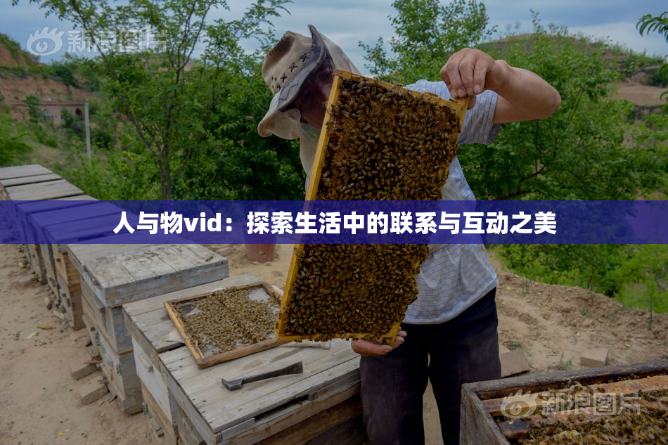 人与物vid：探索生活中的联系与互动之美