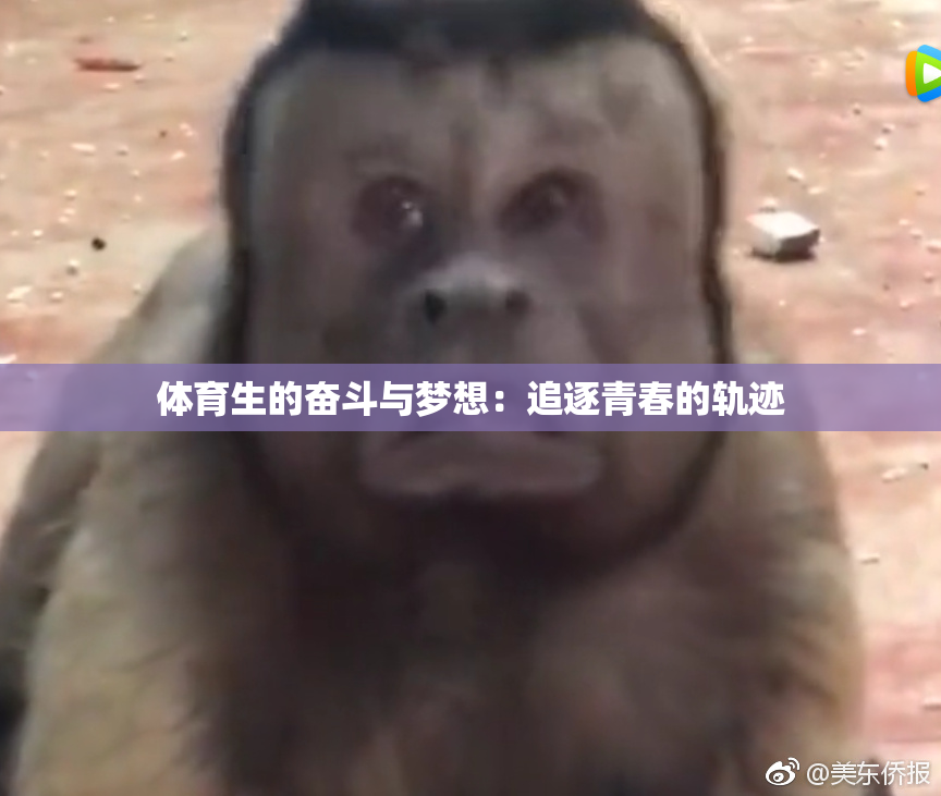 体育生的奋斗与梦想：追逐青春的轨迹