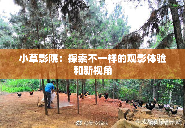 小草影院：探索不一样的观影体验和新视角