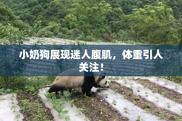 小奶狗展现迷人腹肌，体重引人关注！