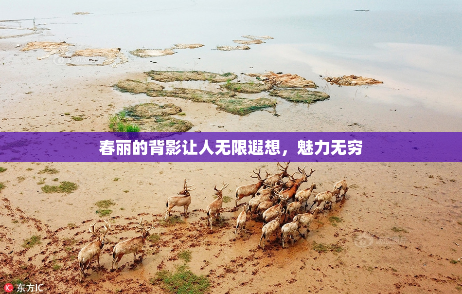 春丽的背影让人无限遐想，魅力无穷