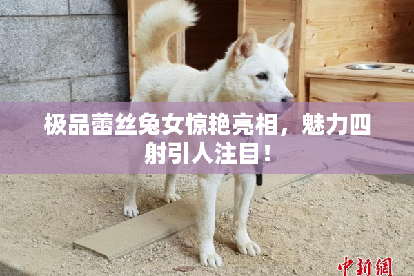 极品蕾丝兔女惊艳亮相，魅力四射引人注目！